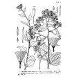 黃鳩菊 黃鳩菊