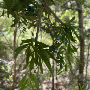 Misodendrum brachystachyum