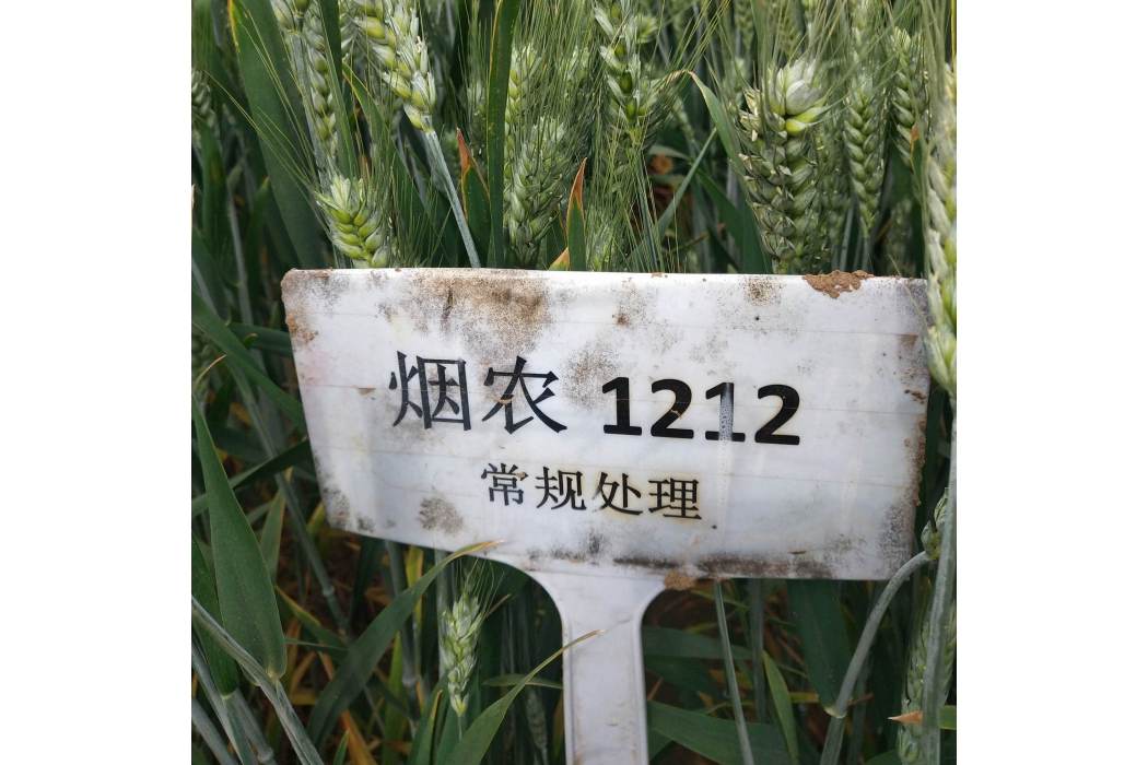 菸農1212 菸農1212