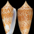 富圖納群島芋螺
