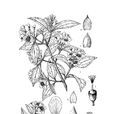 短序山梅花 短序山梅花