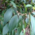 刺毛柏拉木 刺毛柏拉木