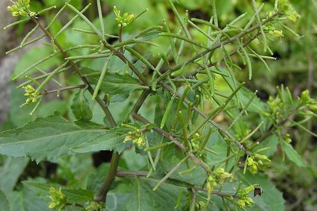 小籽蔊菜 小籽蔊菜