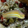 黃頭龍魚 黃頭龍魚