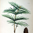 金松科 金松科