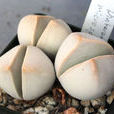 春桃玉屬 春桃玉屬