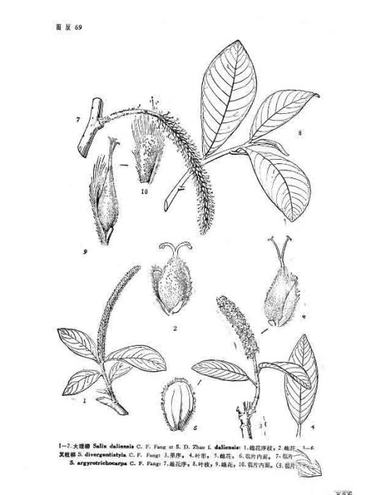 毛果柳 毛果柳