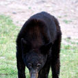 墨西哥黑熊
