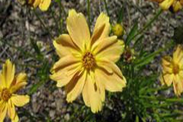 Coreopsis verticillata \x27Golden Dream\x27 Coreopsis verticillata \x27Golden Dream\x27
