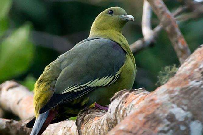 葛摩綠鳩 葛摩綠鳩