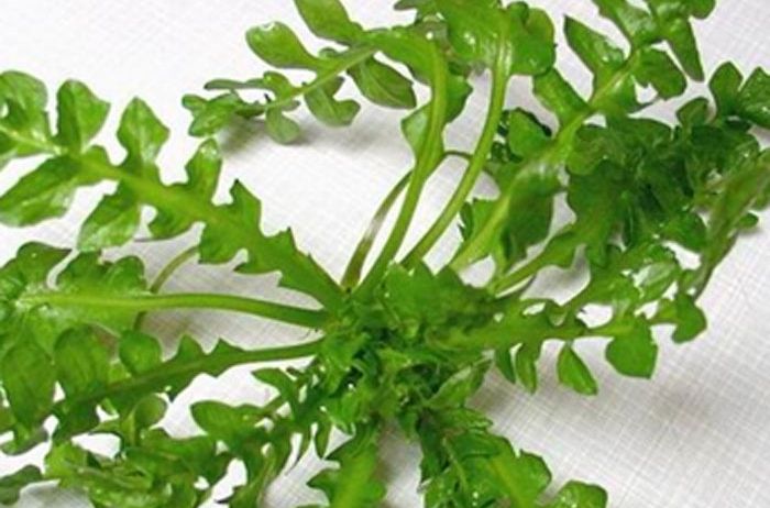 薺菜栽培 薺菜栽培