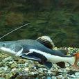 貓魚(一種魚類生物) 貓魚(一種魚類生物)
