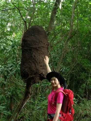 泉靈在亞馬孫雨林中，探秘樹上的白蟻窩