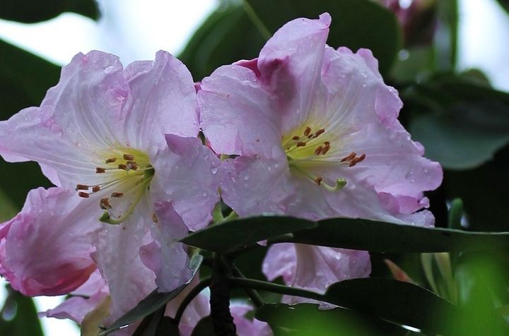 華頂杜鵑 華頂杜鵑