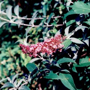 Buddleja davidii Buddleja davidii