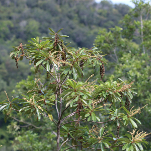 Clethra hondurensis