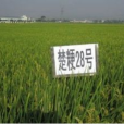 楚粳28號(滇審稻200722號) 楚粳28號(滇審稻200722號)