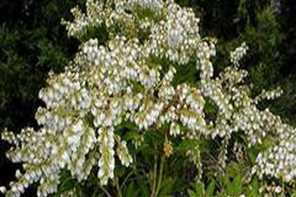 Pieris japonica \x27Prelude\x27 Pieris japonica \x27Prelude\x27