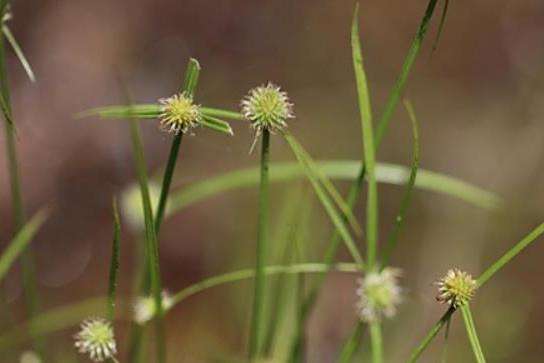 Carex bushii