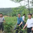金旺村(廣東省雲浮市鬱南縣桂圩鎮下轄村) 金旺村(廣東省雲浮市鬱南縣桂圩鎮下轄村)