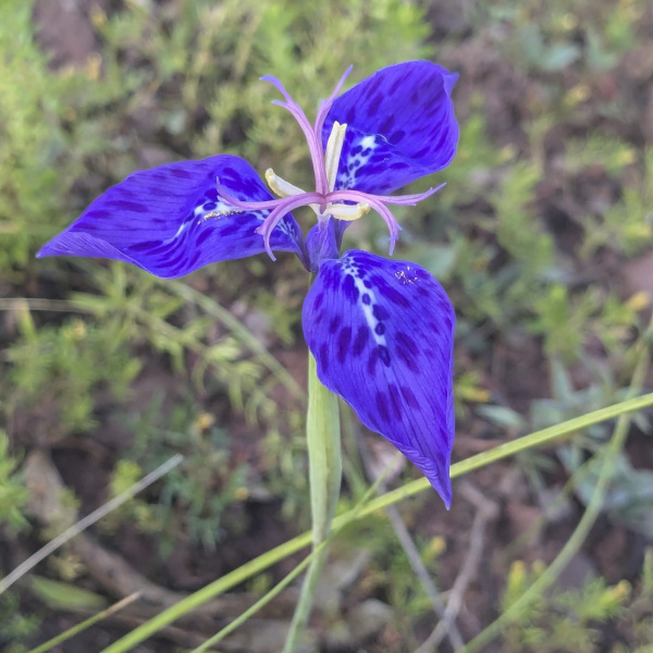 Mastigostyla cardenasii