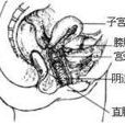 月經回潮
