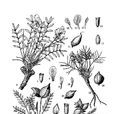 陰山棘豆 陰山棘豆