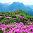 芹山