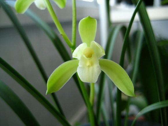 素花魁 素花魁
