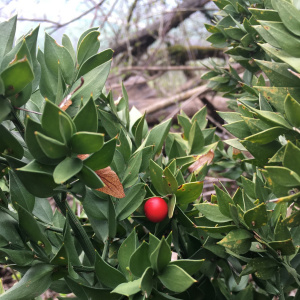 Ruscus aculeatus