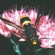 蜾蠃(Rhynchiumbruneum) 蜾蠃(Rhynchiumbruneum)