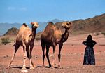 貝都因婦女和阿拉伯駱駝