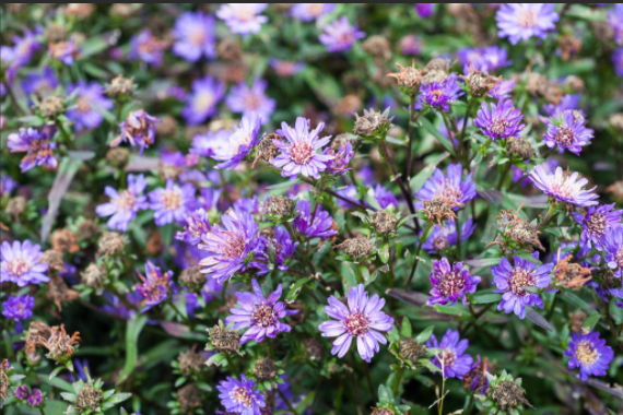 Symphyotrichum novi-belgii \x27Tiny Tot\x27 Symphyotrichum novi-belgii \x27Tiny Tot\x27