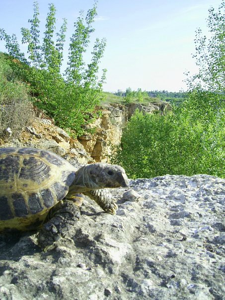 俄羅斯陸龜