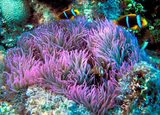 紫點海葵