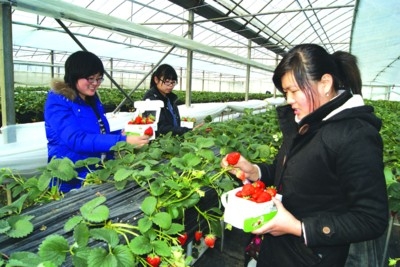 金庭鎮草莓採摘農家樂