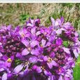 矮高河菜 矮高河菜