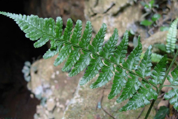 軸果蕨屬 軸果蕨屬
