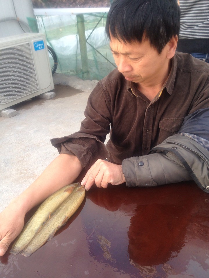 台灣鰻鰍