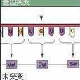 突變型基因