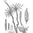 旱生叢菔 旱生叢菔