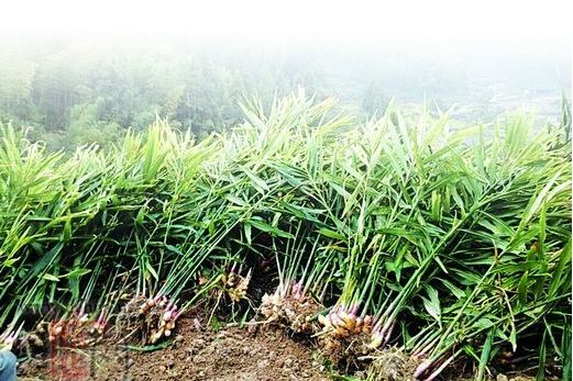 大銘生薑 大銘生薑