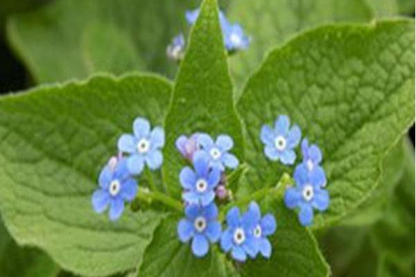 Brunnera macrophylla Brunnera macrophylla