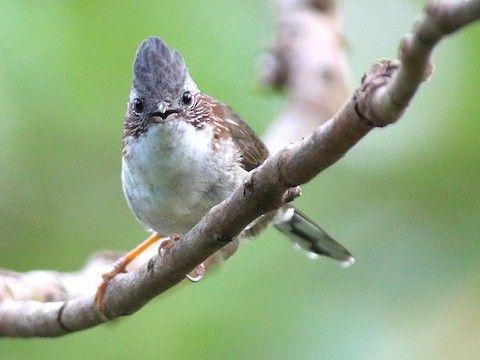 栗頸鳳鶥 栗頸鳳鶥