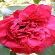 硃砂紅(山茶屬栽培品種) 硃砂紅(山茶屬栽培品種)