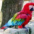 紅綠金剛鸚鵡(綠翅金剛鸚鵡)