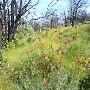 Thamnochortus glaber