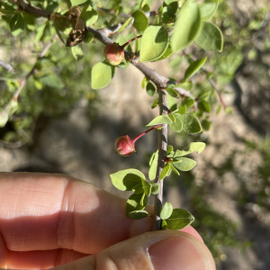 Colubrina viridis