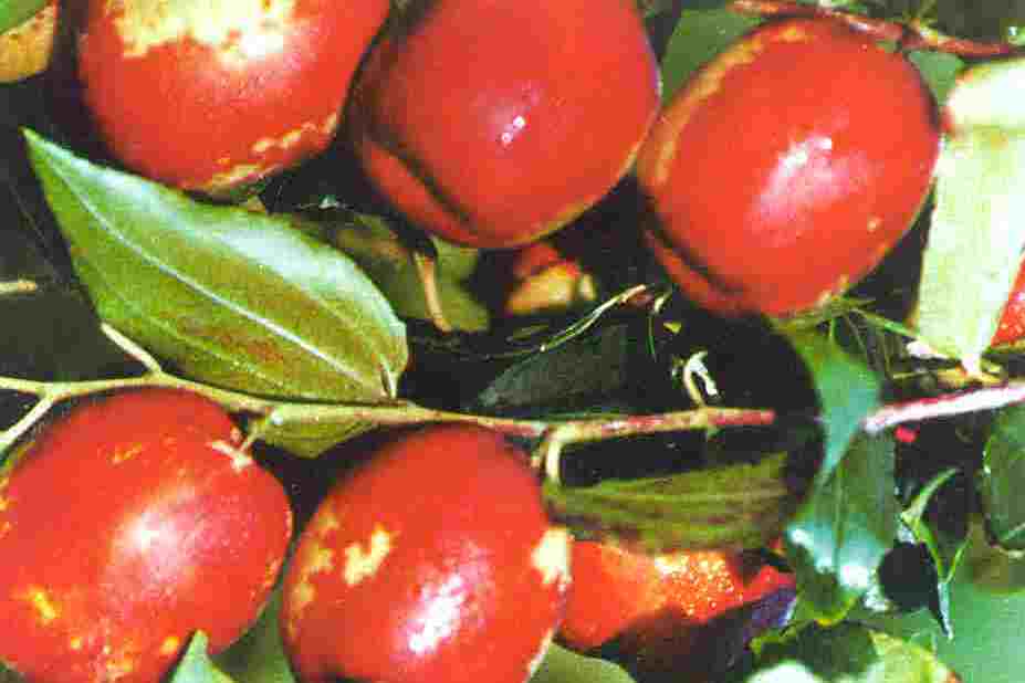 悠悠棗 悠悠棗