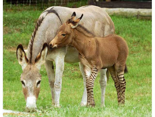 保護區內，一頭小斑驢正站在驢媽媽的身邊
